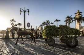 رجل يقود عربة محملة بالبرسيم أمام معبد الأقصر ومسجد أبو الحجاج في الأقصر