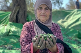 تعمل عائشة خضير في مزرعة عائلتها لأشجار الزيتون في قرية بيتا قرب نابلس