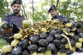 ضباط الجمارك يفحصون كمية ضخمة من المخدرات التي تم ضبطها في مدينة بيشاور الباكستانية كانت متجهة إلى المملكة العربية السعودية، في 19 حزيران/ يونيو 2003.