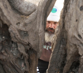 تعود ملكية الشجرة القديمة لعائلة صلاح أبو علي، وهي تقع في قرية الولجة في بيت لحم، جنوب غرب القدس المحتلة. 