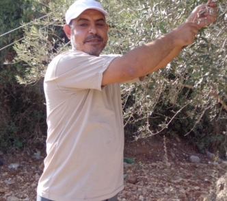 اشترى محمود جاد الله مؤخرًا أرضًا مزروعةً بأشجار الزيتون في وادي سلامة في سلفيت