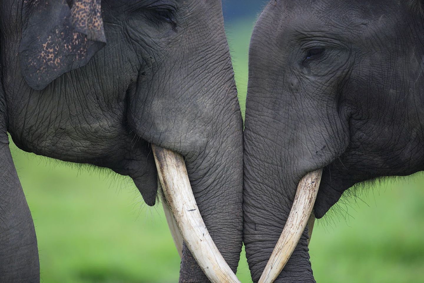 Слоновый язык. Слоны обнимаются. Два слона. Влюбленные слоны. Слон фото.