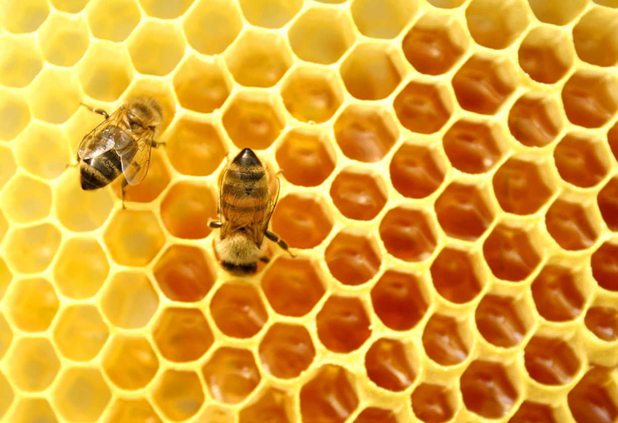 انقراض النحل والمستقبل المهدد للبشرية نون بوست