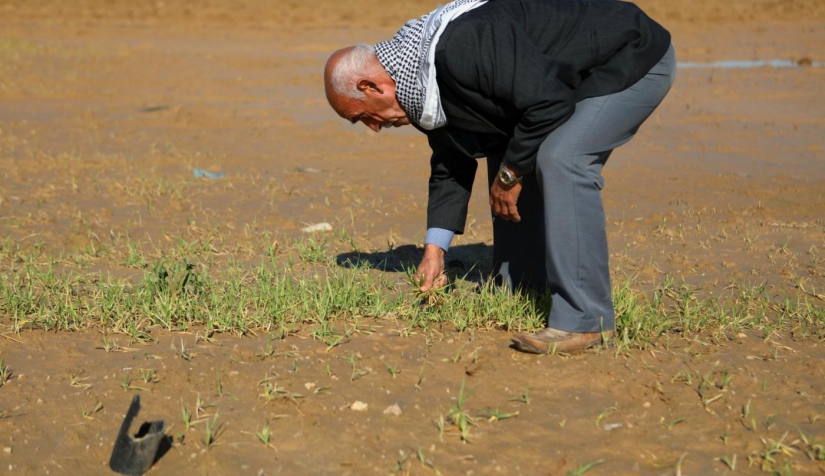 المزارع نعيم الخيسي يتفقد القمح الذي تعفن بسبب الفيضانات