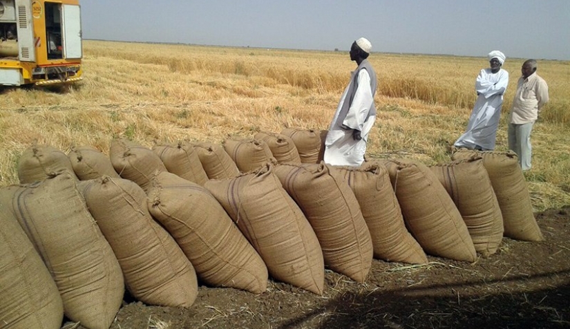 خطة لزراعة 700 ألف فدان هل ينجح السودان في تمزيق فاتورة استيراد القمح نون بوست