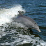 Bottlenose_Dolphin