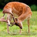 deer-scratching-head-itch