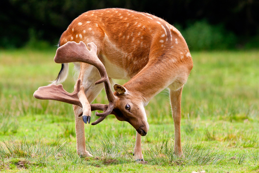 deer-scratching-head-itch