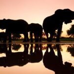 African-elephants-Botswana-2204611