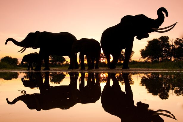 African-elephants-Botswana-2204611