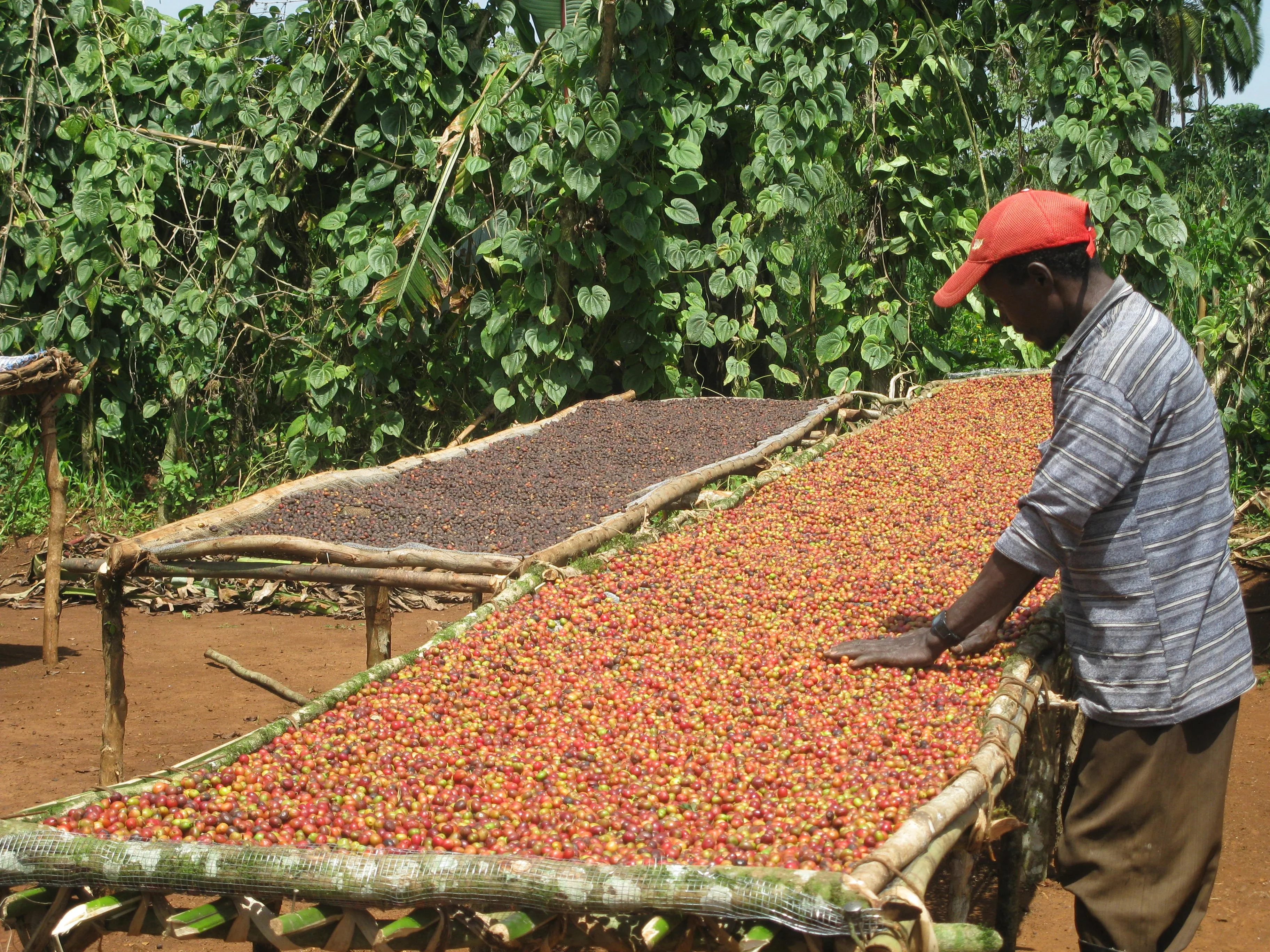 A-farmer-sorting-coffee-cherries-in-Ethiopia