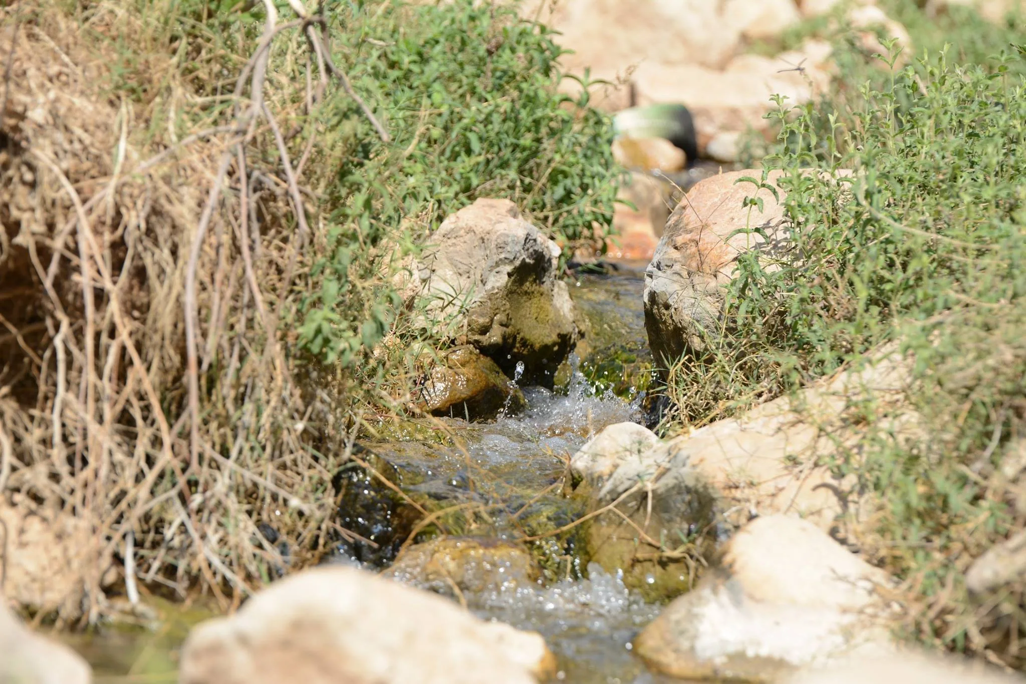 عين ماء في الاغوار