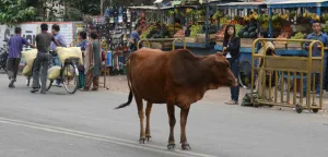 هل أبقار مودي المقدسة أغلى من حياة المسلمين؟