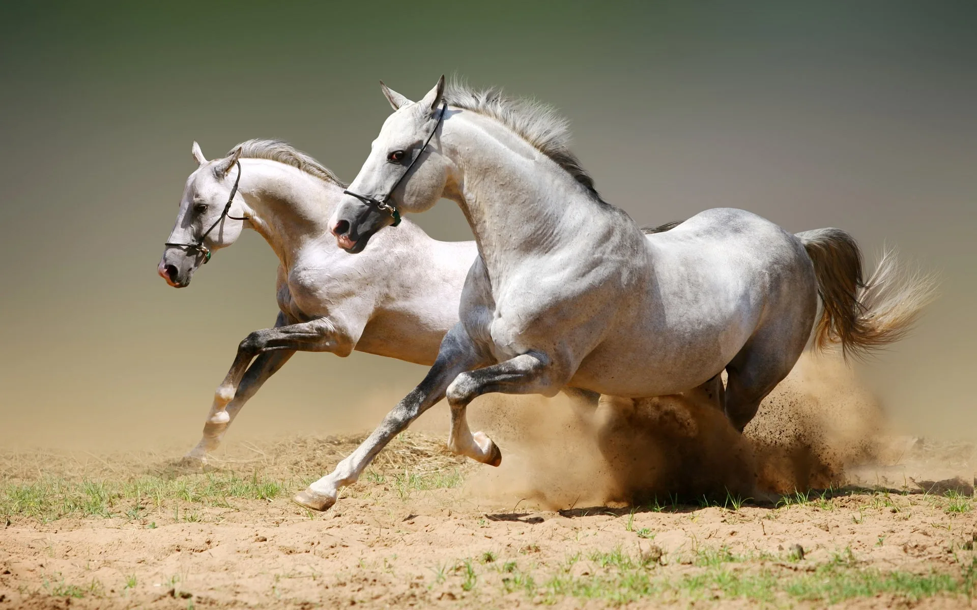 arabian-horse-hd-images-wallpaper