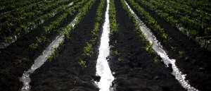 كيف سيتأثر طعامك بالاحتباس الحراري؟