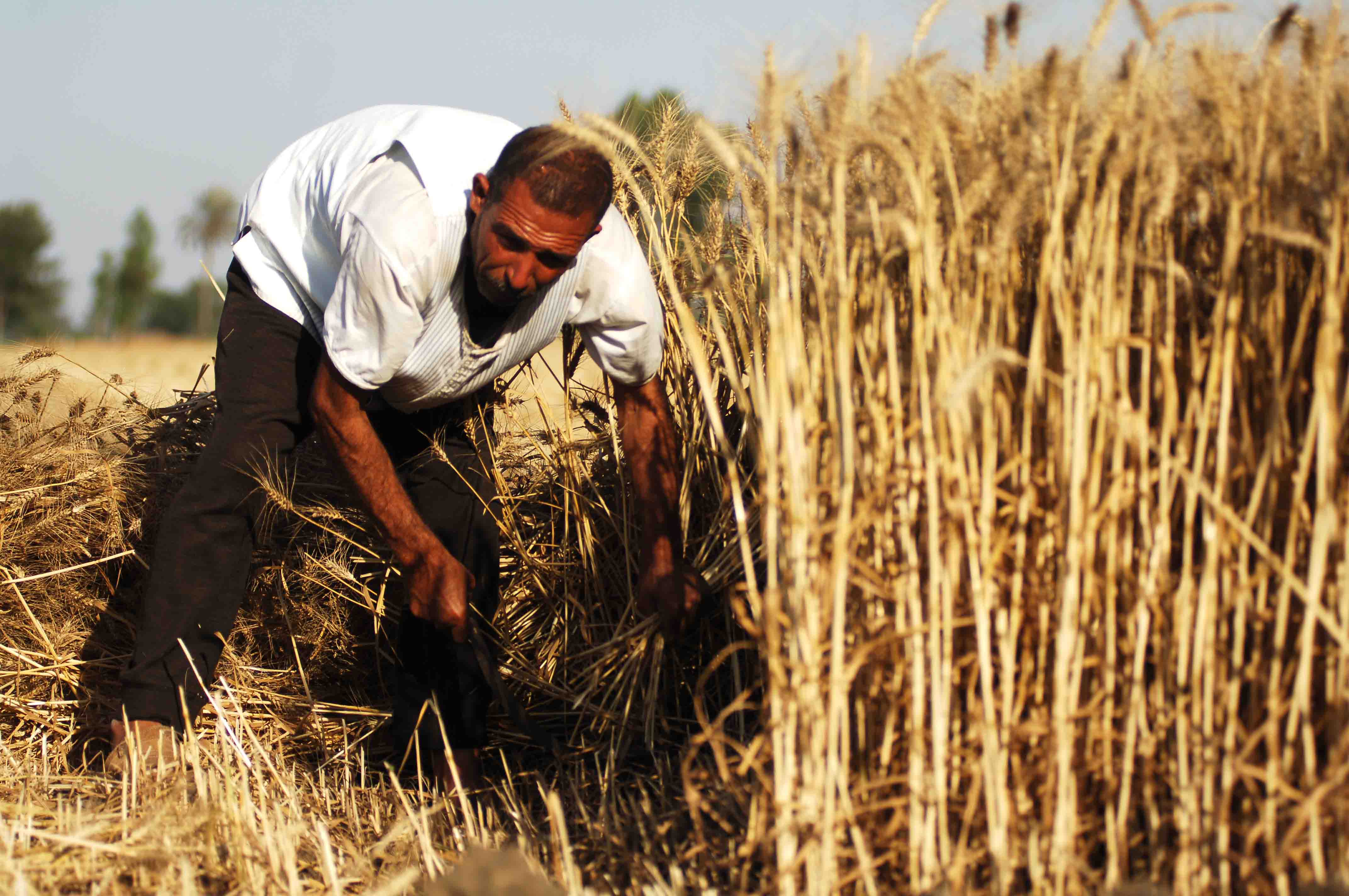 wheat-syria