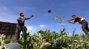 المواطن في قطاع غزة من حقه أكل البطيخ!