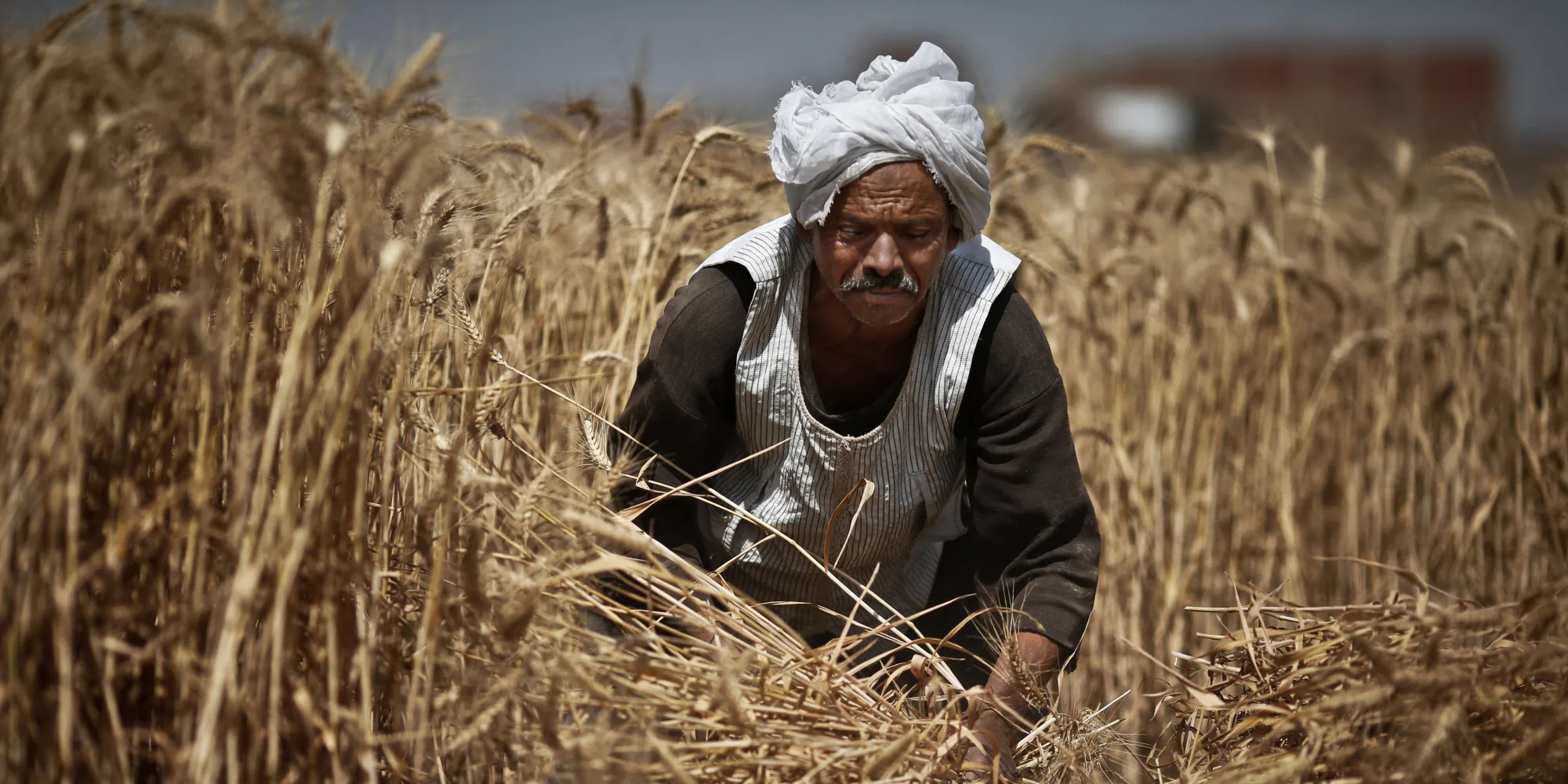 o-wheat-egypt-facebook