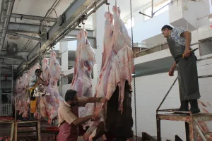 مع اقتراب عيد الأضحى يتساءل المصريون: لحوم الحمير حلال أم حرام!