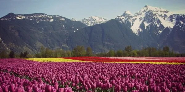 netherlands-flower-route