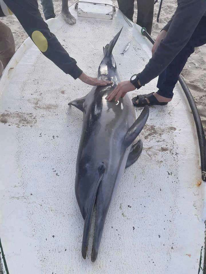 نون بوست