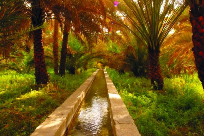 واحة توزر 