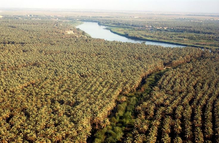 واحة نخيل البصرة