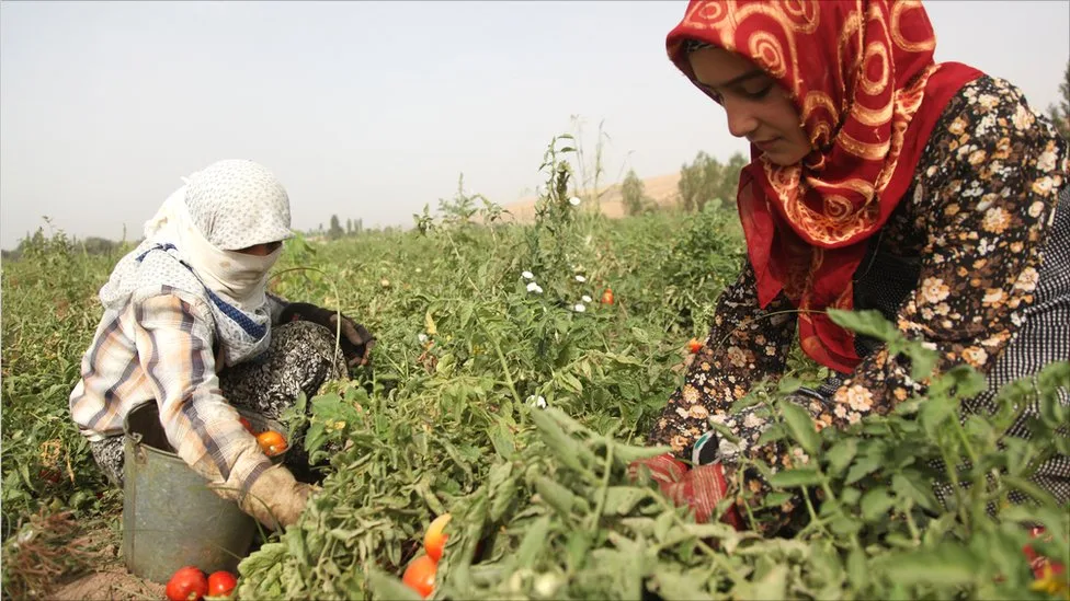 _55261453_picking-tomatoes