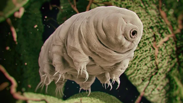 tardigrades-survive-until-death-sun-1