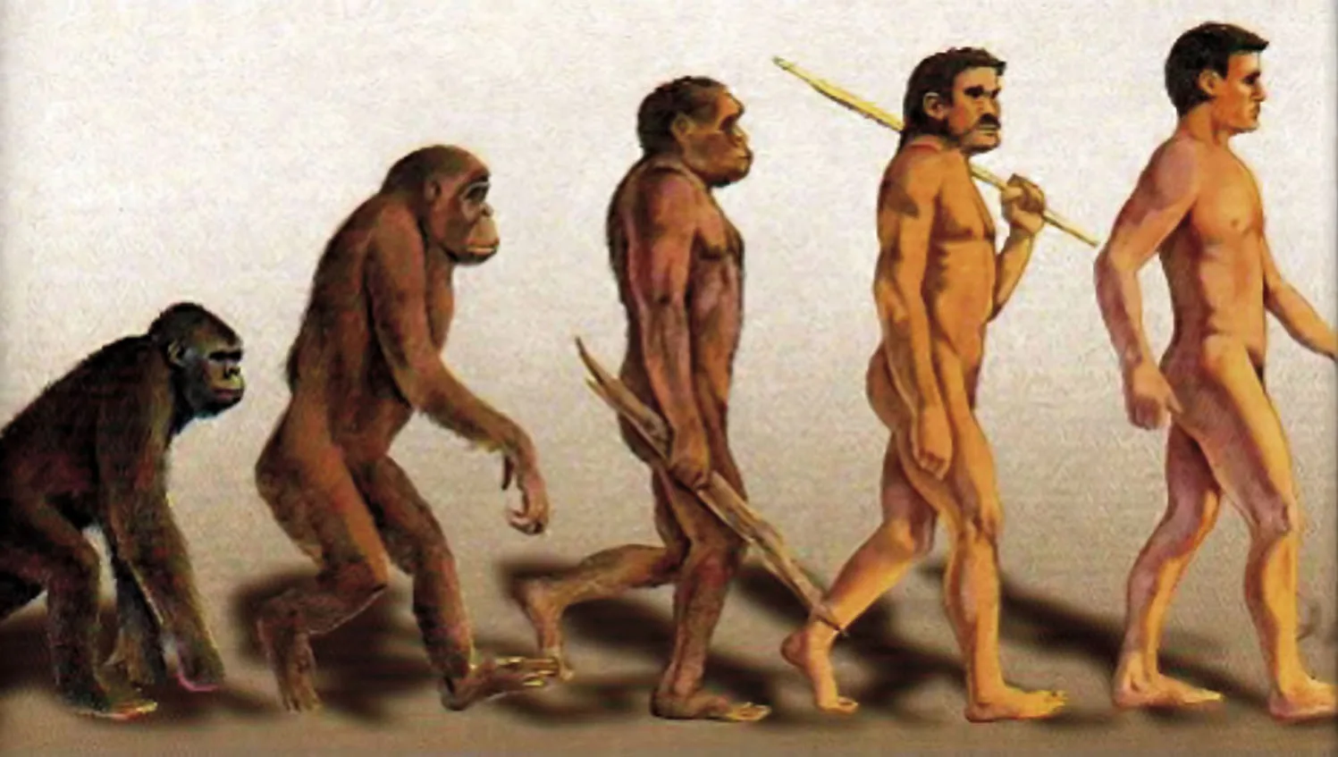 darwins-evolution-monkey-changing-into-man