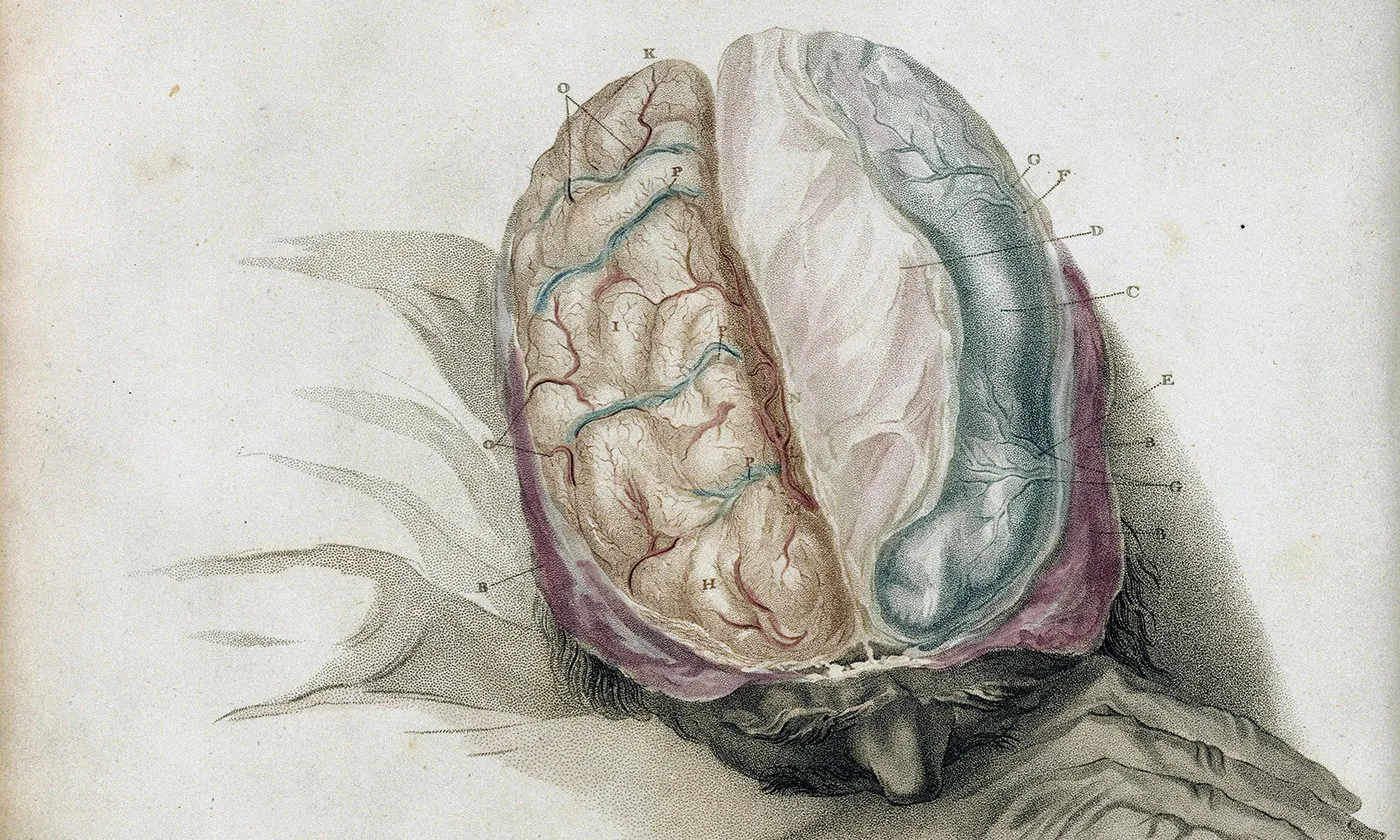 idea_sized-charles_bell_the_anatomy_of_the_brain_wellcome_l0025507-1