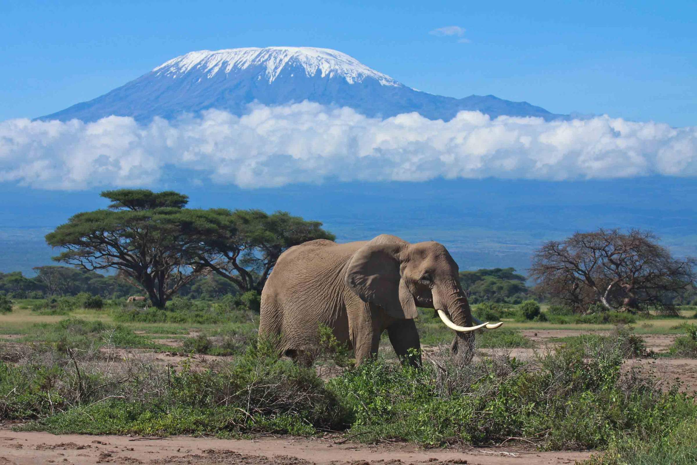 mount-klimanjaro