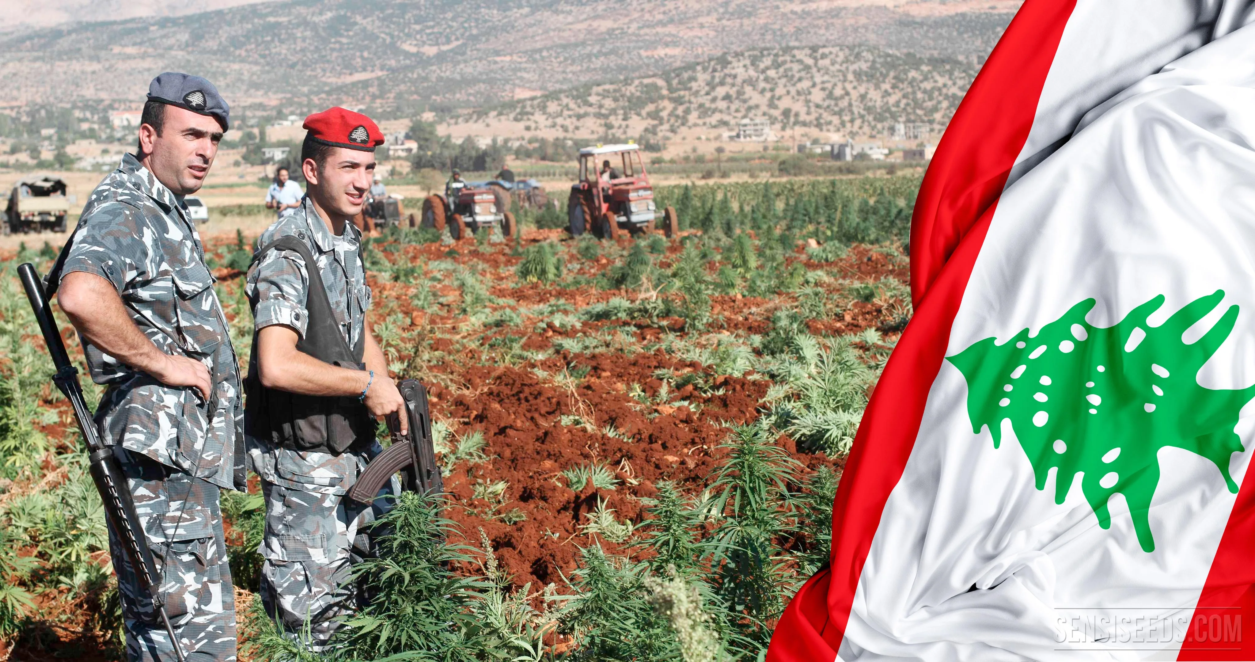 19-cannabis-in-lebanon_4k-4