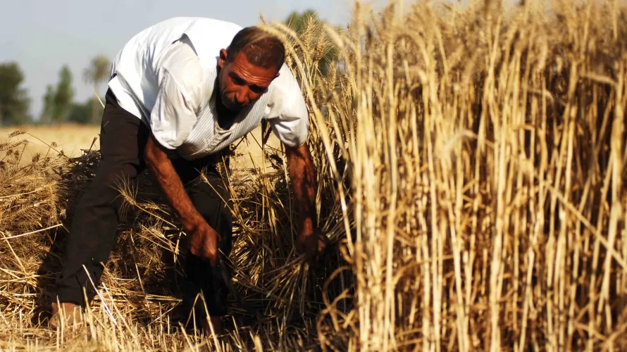 wheat-syria