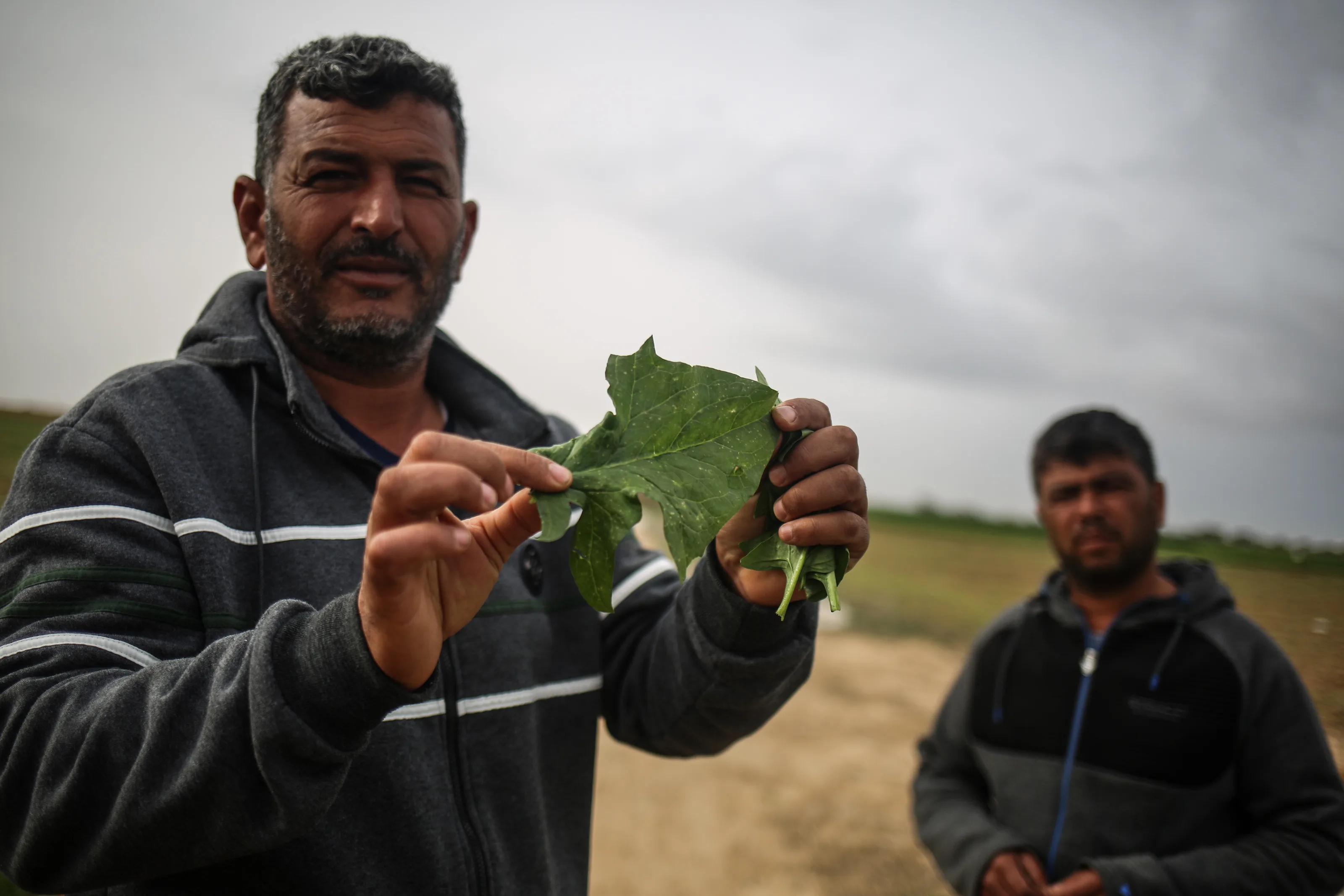 أدت عمليات رش المبيدات إلى تدهور الغطاء النباتي والزراعي على الجانب الشرقي لقطاع غزة