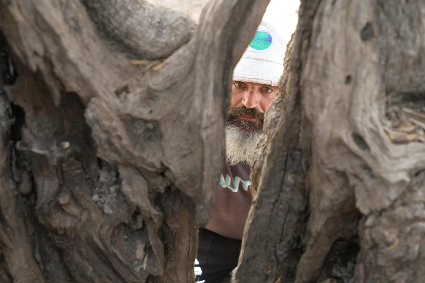 تعود ملكية الشجرة القديمة لعائلة صلاح أبو علي، وهي تقع في قرية الولجة في بيت لحم، جنوب غرب القدس المحتلة.