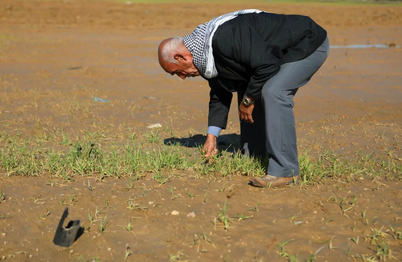 المزارع نعيم الخيسي يتفقد القمح الذي تعفن بسبب الفيضانات
