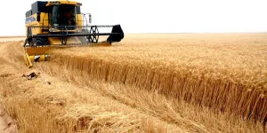 بشريات الثورة.. إنتاجية عالية لمحصول القمح في السودان رغم العوائق