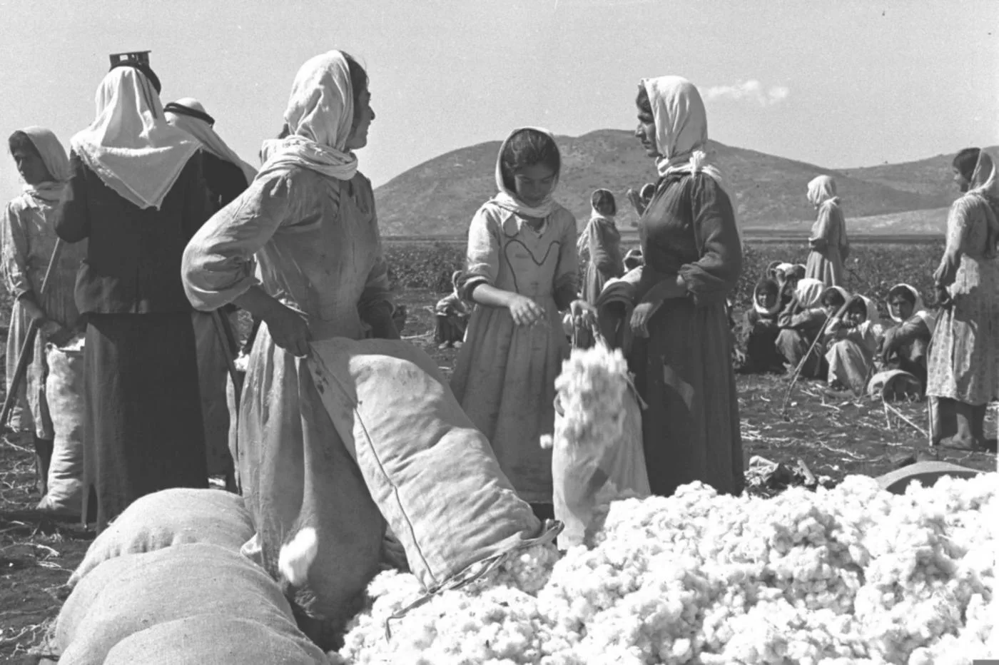 Cotton farmers 1937 Palestine agricultural memory