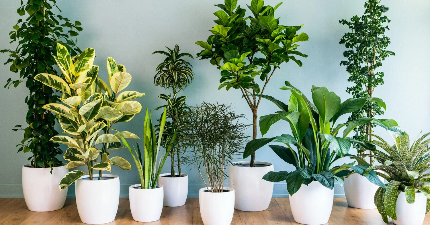 house-plants-decor-grouping-0213-Cropped