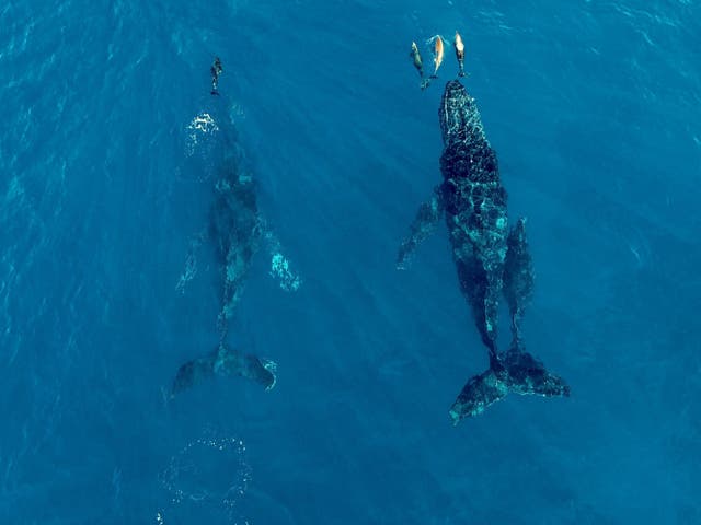 صورة