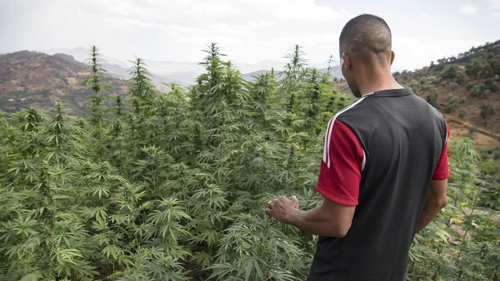 un-villageois-pres-d-un-champ-de-cannabis-pres-de-la-ville-de-ketama-dans-la-region-du-rif-dans-le-nord-du-maroc-le-2-septembre-2019_6220554_0