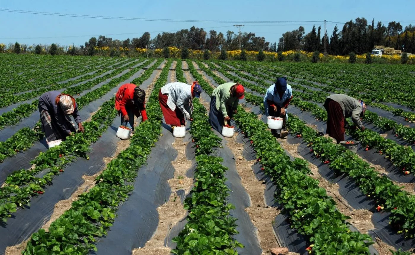 tunisia agriculture 2011 afp