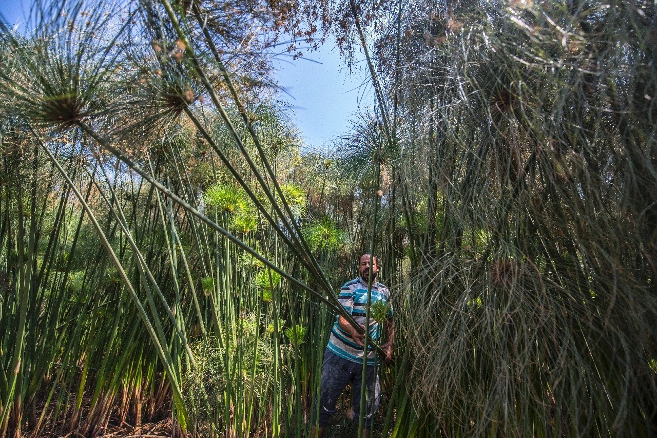 بردي1
