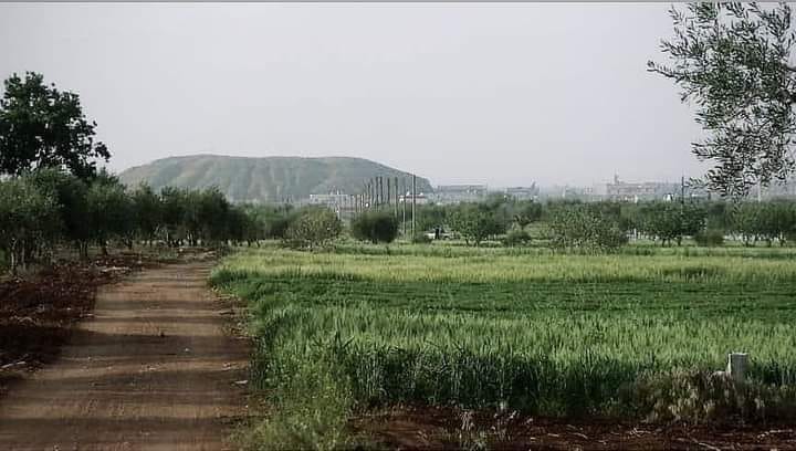 صورة