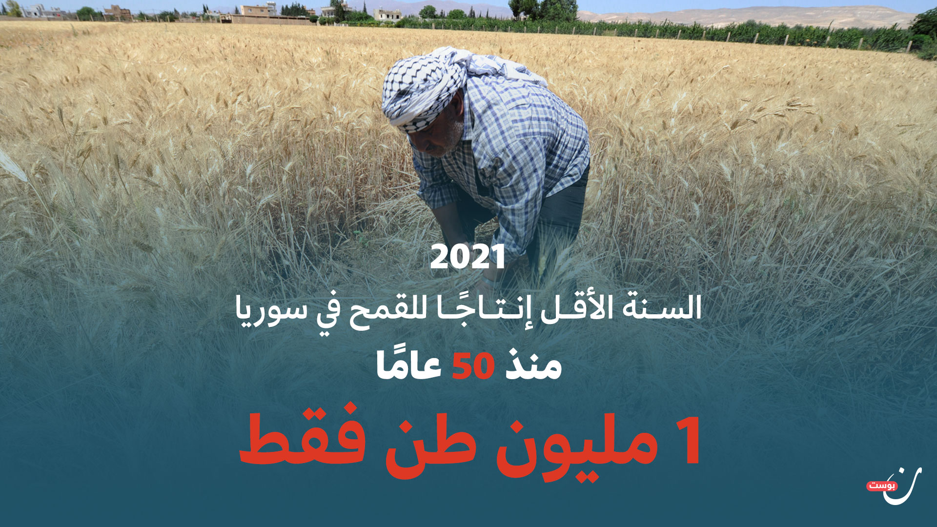 قمح سوريا