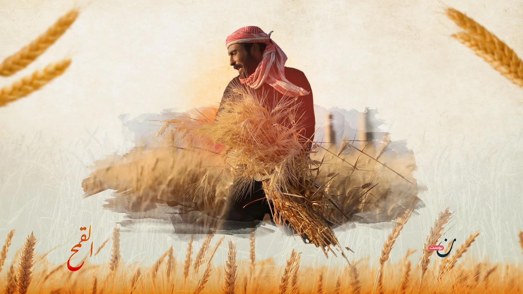 القمح-في-سوريا