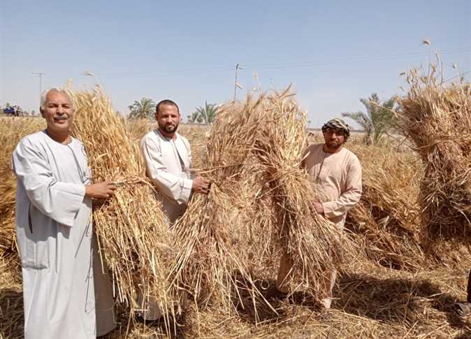 حصاد القمح في مصر