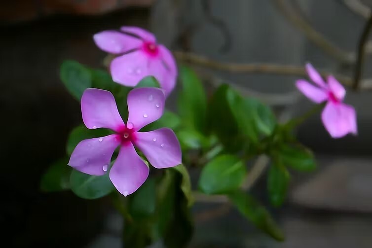 العيون الساطعة