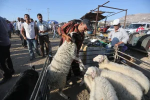 كيف تتحكم سلطات الاحتلال بأسعار الأضاحي في فلسطين؟